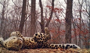 В этом году нашему леопарду исполняется уже 12 лет